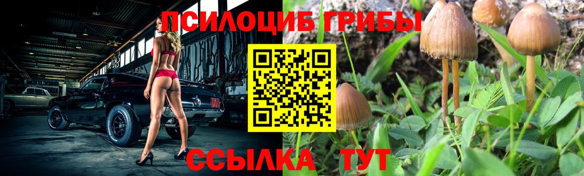 Псилоцибиновые грибы Cubensis  Вход с VPN  Канаш 